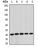 STK19 antibody