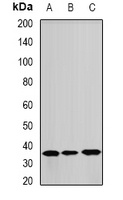 ANXA8L2 antibody