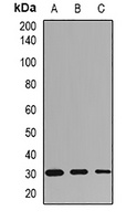 HLA-DRB1 antibody