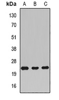 Anti-Rac 1 Antibody