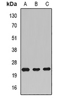 RAC1 antibody