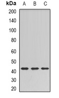 Anti-SULT2B1 Antibody