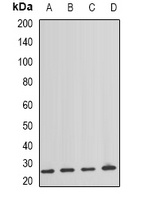 NAT8 antibody