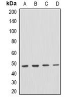 Anti-PSTPIP1 Antibody