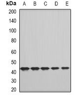 Anti-FHR3 Antibody