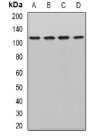 WDR6 antibody