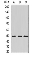 Anti-ECSIT Antibody
