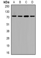 Anti-SLC22A11 Antibody