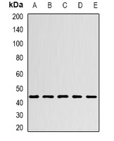 CHRFAM7A antibody