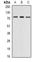 Anti-PRDM6 Antibody
