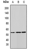 ALDH9A1 antibody