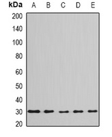 Anti-BPGM Antibody