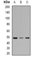 DDX39A antibody