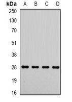MTX2 antibody