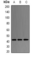 PRDM7 antibody