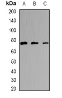 Anti-EFHC1 Antibody