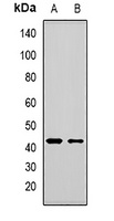 MBNL1 antibody