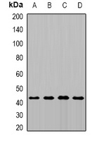 Anti-MTCH1 Antibody