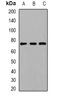 Anti-ACOX1 Antibody