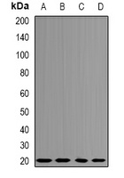Anti-Centrin-3 Antibody