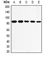Anti-THOC1 Antibody