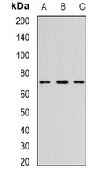 Anti-TTLL12 Antibody