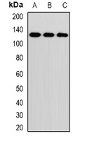 RNF31 antibody
