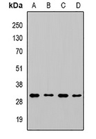CHMP1B antibody