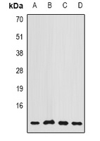 Anti-COX7A2L Antibody
