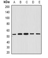 Anti-BAR Antibody