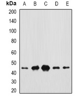 CEP44 antibody