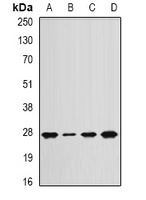 ANAPC10 antibody