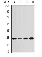 Anti-APC10 Antibody