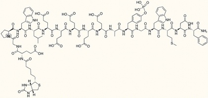 Biotin-[Glu1]-Gastrin Receptor I (phosphorylated) [Out of stock]