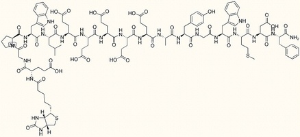 Biotin-Gastrin Receptor (1-17)