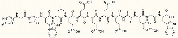 Gastrin Receptor I (1-14)