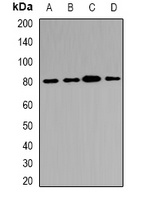 ABCB8 antibody