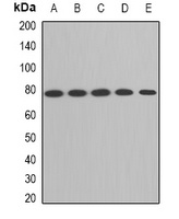Anti-ACAS2 Antibody