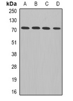 ADAM33 antibody