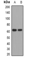 ADCYAP1R1 antibody