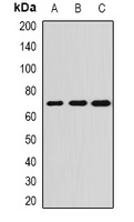 ALPPL2 antibody