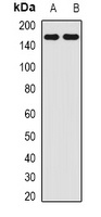 Anti-AMBRA1 Antibody