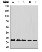 Anti-Annexin A4 Antibody