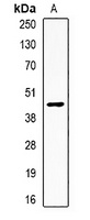 APOH antibody