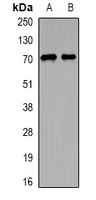 ARHGAP25 antibody