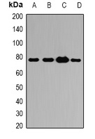 ATG7 antibody