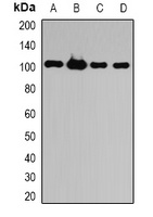 ATG9B antibody