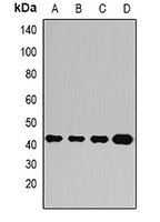 Anti-Ataxin 3 Antibody