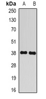 BCL2L14 antibody