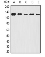 Anti-BOC Antibody